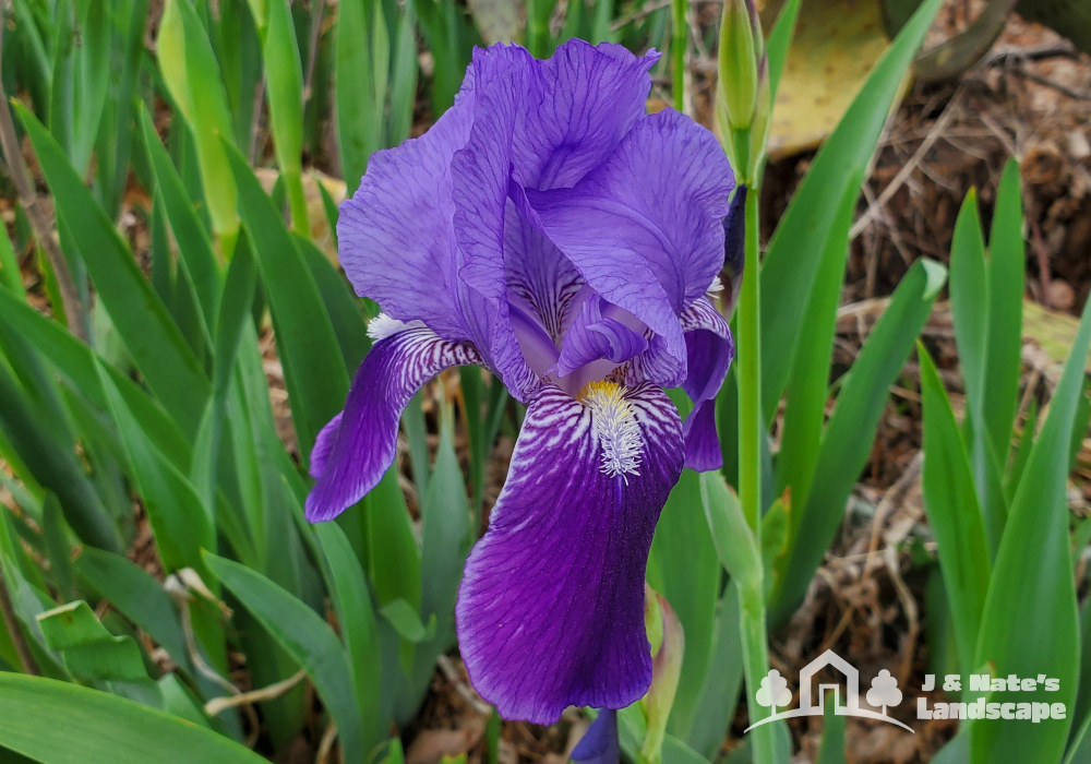 Iris Full Sun Oklahoma Plant